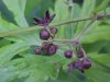 Black swallow-wort (Cynanchum nigrum; Cynanchum rossicum)