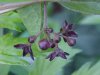 Black swallow-wort (Cynanchum nigrum; Cynanchum rossicum)