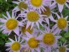 Philadelphia Fleabane (Erigeron philadelphicus)