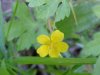 Canadian Dwarf Cinquefoil (Potentilla canadensis)