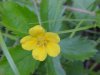 Canadian Dwarf Cinquefoil (Potentilla canadensis)