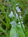 Common Speedwell (Veronica officinalis)