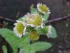 Philadelphia Fleabane (Erigeron philadelphicus)