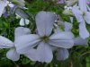 Dame's Rocket; Dame's Violet; Mother-of-the-Evening (Hesperis matronalis)