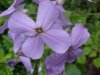 Dame's Rocket; Dame's Violet; Mother-of-the-Evening (Hesperis matronalis)