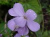 Dame's Rocket; Dame's Violet; Mother-of-the-Evening (Hesperis matronalis)
