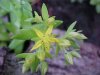 Stringy Stonecrop, Yellow Moss, Graveyard Moss (Sedum sarmentosum) - thanks to Gottfried Unger for correction: was misidentified as Wild Stonecrop (Sedum ternatum)
