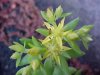 Stringy Stonecrop, Yellow Moss, Graveyard Moss (Sedum sarmentosum) - thanks to Gottfried Unger for correction: was misidentified as Wild Stonecrop (Sedum ternatum)