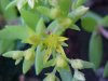 Stringy Stonecrop, Yellow Moss, Graveyard Moss (Sedum sarmentosum) - thanks to Gottfried Unger for correction: was misidentified as Wild Stonecrop (Sedum ternatum)