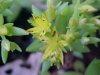 Stringy Stonecrop, Yellow Moss, Graveyard Moss (Sedum sarmentosum) - thanks to Gottfried Unger for correction: was misidentified as Wild Stonecrop (Sedum ternatum)