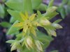 Stringy Stonecrop, Yellow Moss, Graveyard Moss (Sedum sarmentosum) - thanks to Gottfried Unger for correction: was misidentified as Wild Stonecrop (Sedum ternatum)