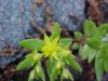Stringy Stonecrop, Yellow Moss, Graveyard Moss (Sedum sarmentosum) - thanks to Gottfried Unger for correction: was misidentified as Wild Stonecrop (Sedum ternatum)