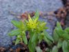 Stringy Stonecrop, Yellow Moss, Graveyard Moss (Sedum sarmentosum) - thanks to Gottfried Unger for correction: was misidentified as Wild Stonecrop (Sedum ternatum)