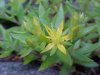 Stringy Stonecrop, Yellow Moss, Graveyard Moss (Sedum sarmentosum) - thanks to Gottfried Unger for correction: was misidentified as Wild Stonecrop (Sedum ternatum)