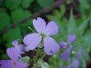 Dame's Rocket; Dame's Violet; Mother-of-the-Evening (Hesperis matronalis)