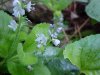 Common Speedwell (Veronica officinalis)