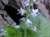 Common Speedwell (Veronica officinalis)