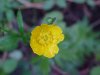 Common Buttercup (Ranunculus acris)