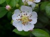 Multiflora Rose (Rosa multiflora)