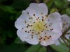 Multiflora Rose (Rosa multiflora)