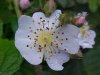 Multiflora Rose (Rosa multiflora)