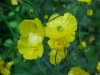 Common Buttercup (Ranunculus acris)