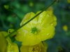 Common Buttercup (Ranunculus acris)