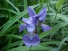 Blue Flag (Iris versicolor) (from flagge, the old English for 'rush' or 'reed')