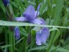 Blue Flag (Iris versicolor) (from flagge, the old English for 'rush'  or 'reed')
