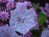 Mountain Laurel (Kalmia latifolia)