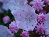 Mountain Laurel (Kalmia latifolia)