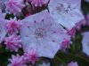 Mountain Laurel (Kalmia latifolia)
