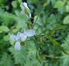 Cuckoo Flower (Cardamine pratensis)