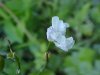 Cuckoo Flower (Cardamine pratensis)