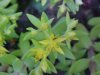 Stringy Stonecrop, Yellow Moss, Graveyard Moss (Sedum sarmentosum) - thanks to Gottfried Unger for correction: was misidentified as Wild Stonecrop (Sedum ternatum)