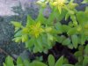 Stringy Stonecrop, Yellow Moss, Graveyard Moss (Sedum sarmentosum) - thanks to Gottfried Unger for correction: was misidentified as Wild Stonecrop (Sedum ternatum)