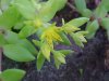 Stringy Stonecrop, Yellow Moss, Graveyard Moss (Sedum sarmentosum) - thanks to Gottfried Unger for correction: was misidentified as Wild Stonecrop (Sedum ternatum)
