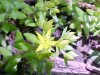 Stringy Stonecrop, Yellow Moss, Graveyard Moss (Sedum sarmentosum) - thanks to Gottfried Unger for correction: was misidentified as Wild Stonecrop (Sedum ternatum)