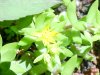 Stringy Stonecrop, Yellow Moss, Graveyard Moss (Sedum sarmentosum) - thanks to Gottfried Unger for correction: was misidentified as Wild Stonecrop (Sedum ternatum)