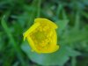 Common Buttercup (Ranunculus acris)