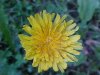 Common Dandelion (Taraxacum officinale)