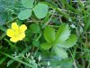 Canadian Dwarf Cinquefoil (Potentilla canadensis)