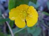 Common Buttercup (Ranunculus acris)