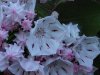 Mountain Laurel (Kalmia latifolia)