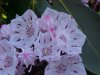 Mountain Laurel (Kalmia latifolia)