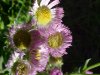Philadelphia Fleabane (Erigeron philadelphicus)