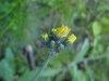 Yellow Hawkweed; King Devil (Hieracium caespitosum; Hieracium  pratense; Hieracium floribundum)
