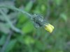 Yellow Hawkweed; King Devil (Hieracium caespitosum; Hieracium  pratense; Hieracium floribundum)