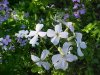Dame's Rocket; Dame's Violet; Mother-of-the-Evening (Hesperis matronalis)