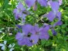 Dame's Rocket; Dame's Violet; Mother-of-the-Evening (Hesperis matronalis)